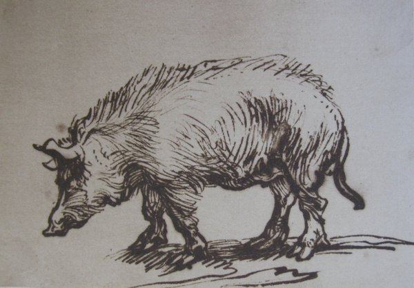 Study of a Pig